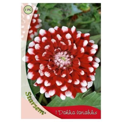 Bulbi Dahlia Little Tiger 1