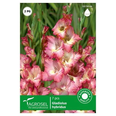 Gladiole bicolor Cheops - 7 bulbi