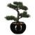 Bonsai 36 Cm Inaltime Cu Ghiveci Din Ceramica 116179