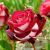Trandafir Osiria, Rădăcină Ambalată