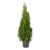 Tuia Smaragd 60-80 (Thuja Occidentalis Smaragd)